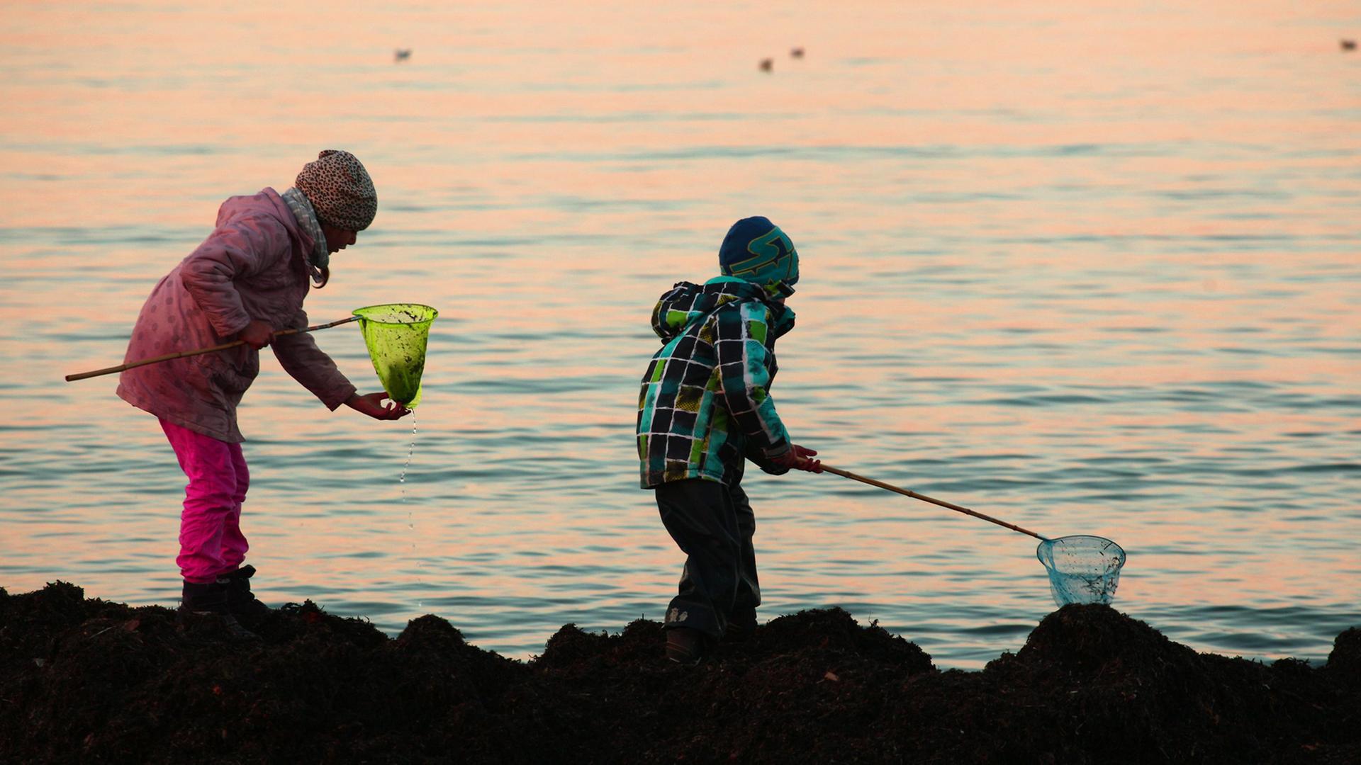 Zwei Kinder stehen im Abendlicht am Strand der Ostsee auf angepültem Tang bei Breege auf Rügen. Mit ihren Keschern versuchen sie kleine Krebse, Quallen und Krebs zu fangen; Aufnahme vom April 2015