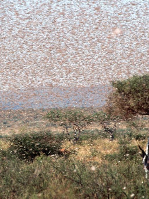 Ein rieser Schwarm von Wanderheuschrecken umkreist einen Baum in der kenianischen Steppe.