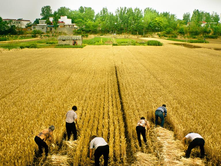 In einer Filmszene "Swimming Out Till The Sea Turns Blue" von Jia Zhangke arbeiten Menschen auf einem Getreidefeld.