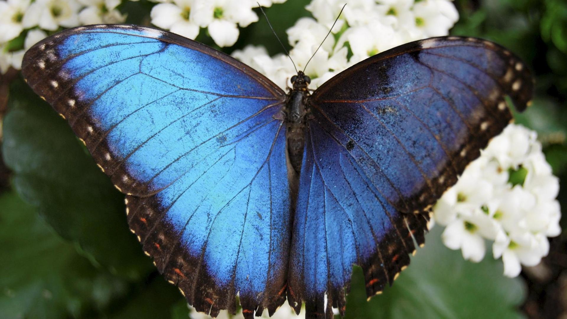 Ein blauer Morpho-Schmetterling sitzt im Garten von Schloss Sayn nahe Koblenz (Rheinland-Pfalz) auf einer Blume.