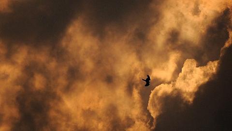 Ein Vogel fliegt durch Wolken.