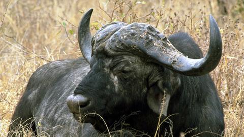 Ein Kaffernbüffel hat sich müde in das hohe Gras gelegt, aufgenommen in Südafrika.