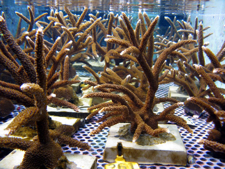 Korallen im Zuchtbecken.