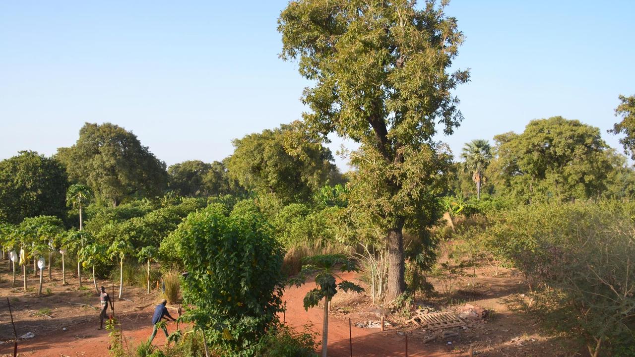 Blick auf die grüne Latyland Farm, mit Papayabäumen und zwei Arbeitern im Bildvordergrund.