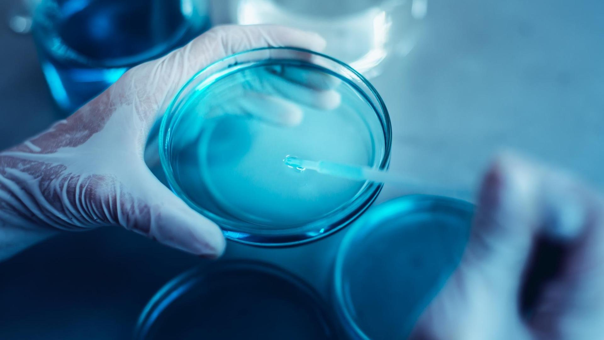 Nahaufnahme einer Pipette, die in eine Petrischale gehalten wird.
