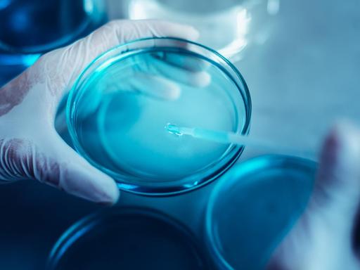 Nahaufnahme einer Pipette, die in eine Petrischale gehalten wird.