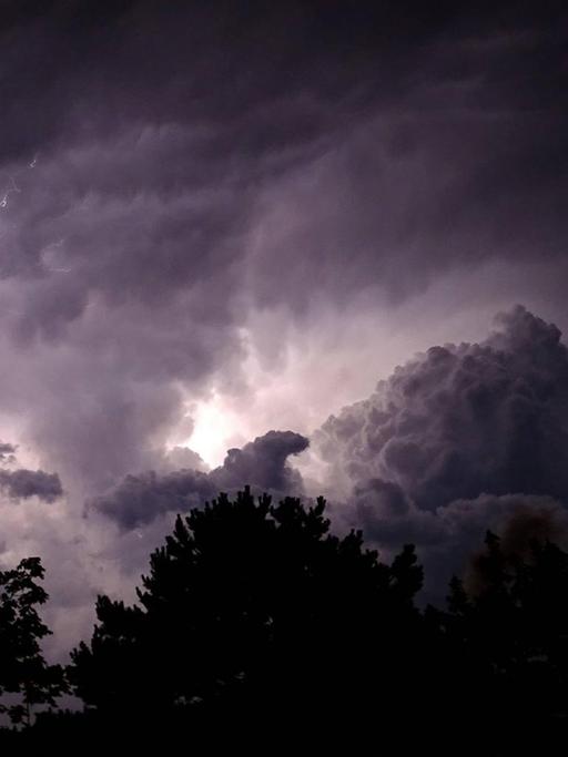 Blitze durchzucken einen Nachthimmel, der durch Bäume beobachtet wird.