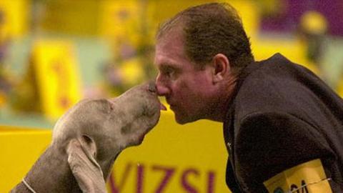Ein Weimarer mit Herrchen auf einer englischen Hundeschau, 12.2.2003
