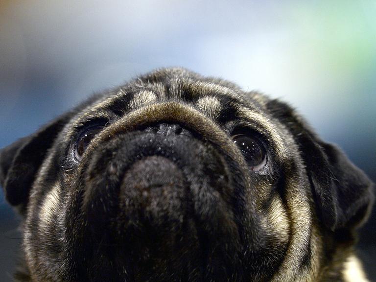Unser Mops des Monats für Januar.