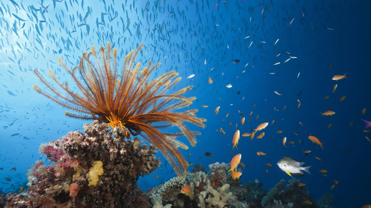 Riff mit Federstern und Korallenfischen, Great Barrier Reef