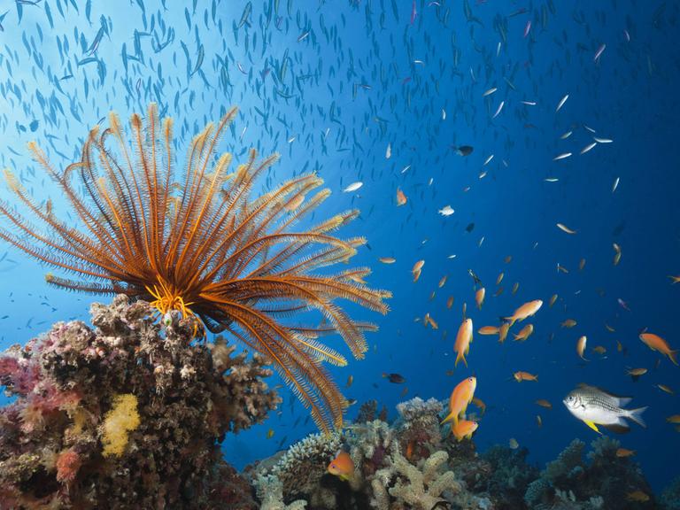 Riff mit Federstern und Korallenfischen, Great Barrier Reef
