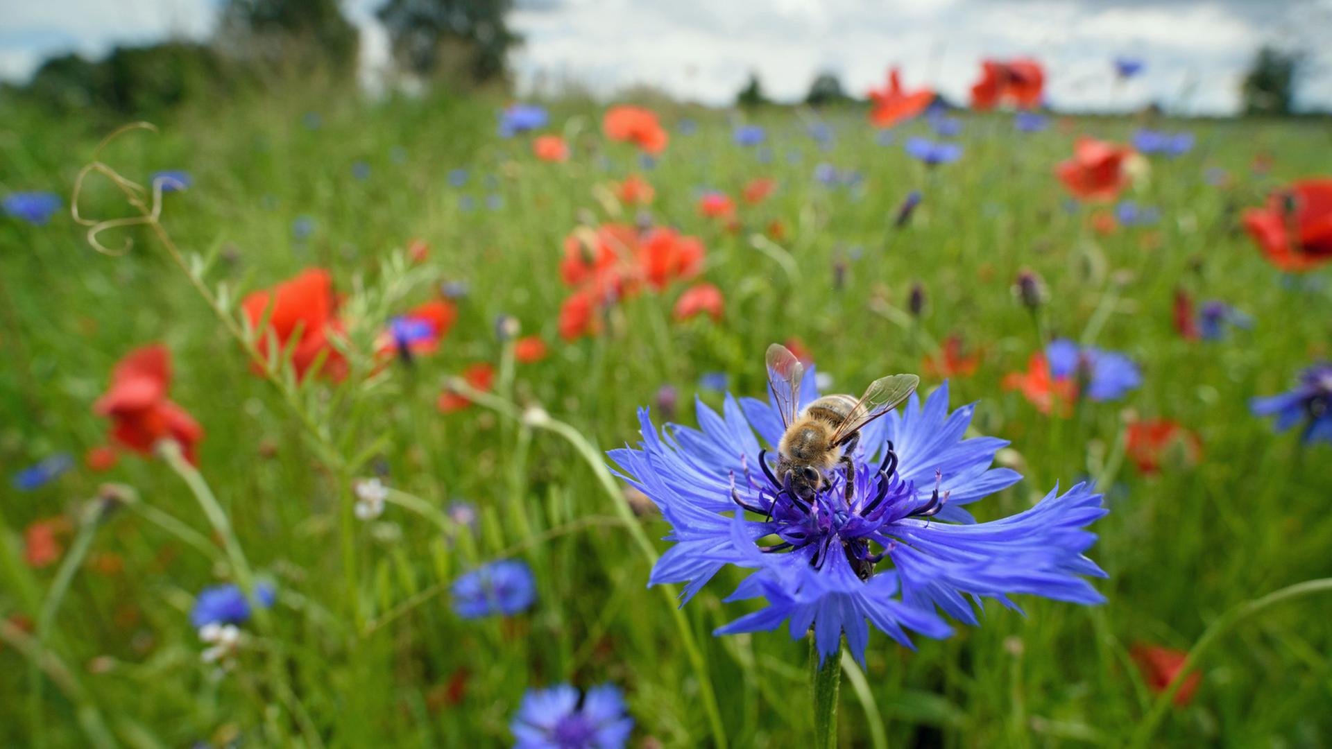 Eine Honigbiene sitzt auf einer Blumenwiese auf der Blüte einer Kornblume.