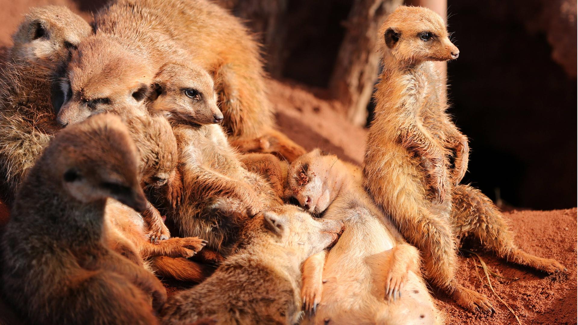 Im Zoo: Erdmännchen haben es sich gemütlich gemacht. Im Zoo: Erdmännchen haben es sich gemütlich gemacht.