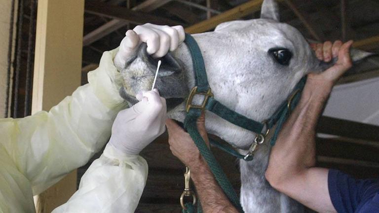 Dec 20, 2006; Wellington, FL, USA; Veterinarian SCOTT SWERDLIN, left, with Palm Beach Equine Clinic, with the help of groom CESAR MENSI takes a nasal swab of a horse in Wellington. He is testing for equine herpes virus. There have been seven confirmed cases of the virus statewide, killing three horses. Swerdlin is sending the samples to the University of Kentucky for analysis. The veterinarian thinks that the virus will run its course by the first of the year. Mandatory PUBLICATIONxINxGERxSUIxAUTxONLY - ZUMAp77_ 20061220_mdm_p77_425 DEC 20 2006 Wellington FL USA Veterinarian Scott left With Palm Beach equine Clinic With The Help of Groom Cesar Takes a nasal swab of a Horse in Wellington he IS Testing for equine Herpes Virus There have been Seven confirmed Cases of The Virus state wide Killing Three Horses IS sending The samples to The University of Kentucky for Analysis The Veterinarian thinks Thatcher The Virus will Run its Course by The First of The Year Mandatory PUBLICATIONxINxGERxSUIxAUTxONLY ZUMAp77_ 20061220_mdm_p77_425