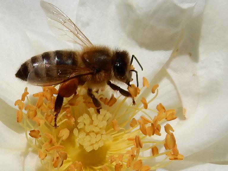 Eine Honigbiene sammelt Pollen auf einer voll erblühten weißen Rose.