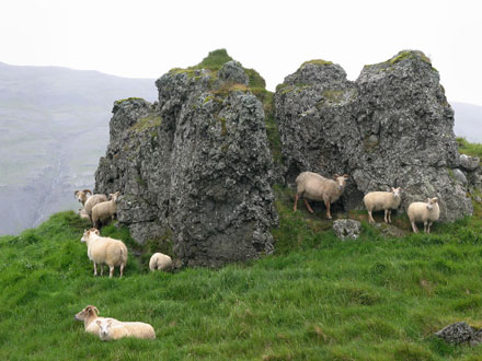 Schafe grasen vor einem Felsen auf Island. Einige Schafe stehen in den Felsen