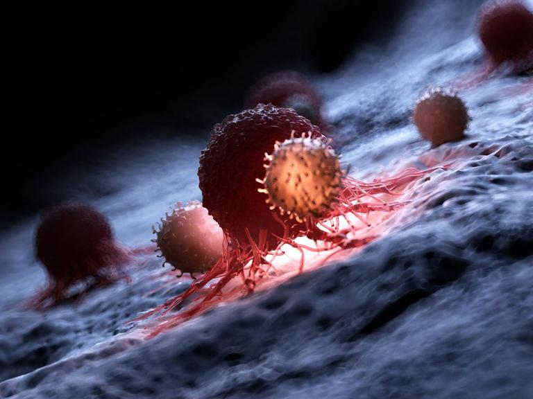 Grafische Darstellung wie weiße Blutzellen Krebszellen attackieren.