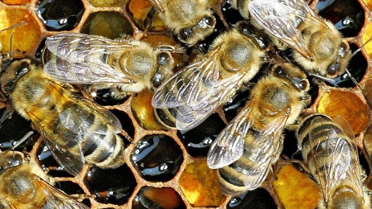 Eine Honigwabe mit Arbeitsbienen