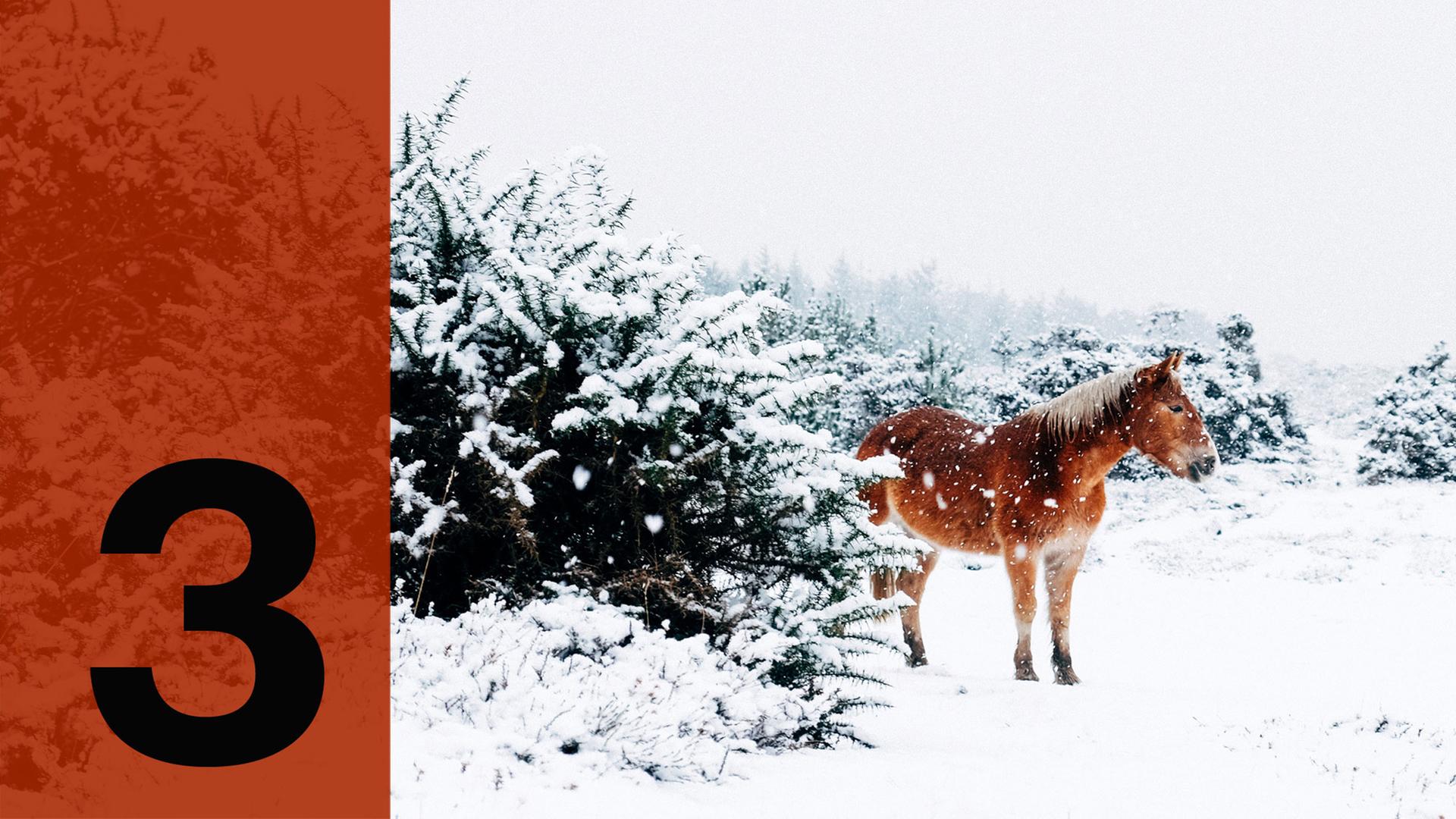 Im Hintergrund ein Pferd im Schnee, im Vordergrund die Zahl Drei.