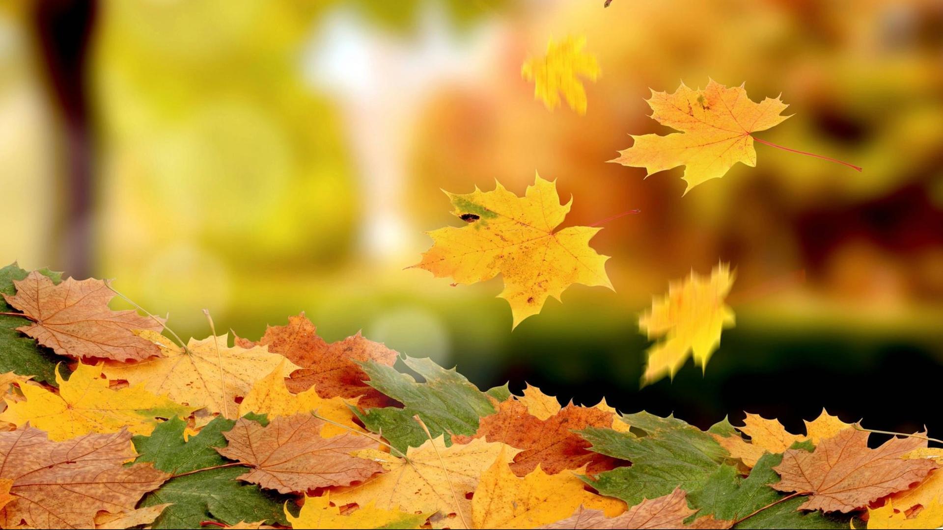 Blätter fallen im Herbst von einem Baum.
