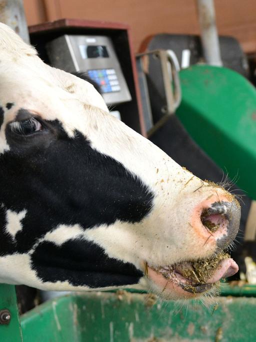 Kühe im Versuchsstall der Landwirtschaftskammer Nordrhein-Westfalen in Kleve