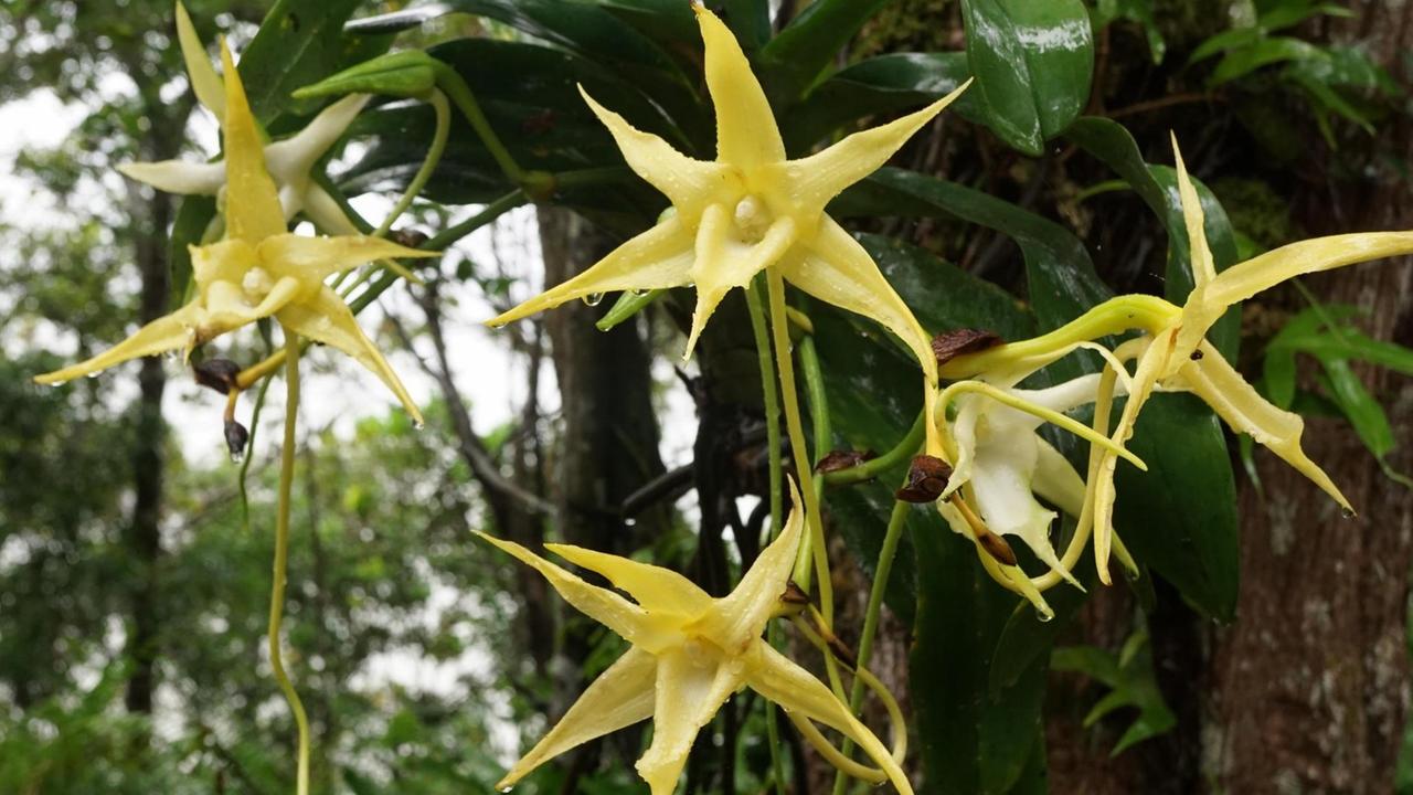 Der Stern von Madagaskar (Angraecum sesquipedale) wächst am Baumstamm im Regenwald, in Ost-Madagaskar. 