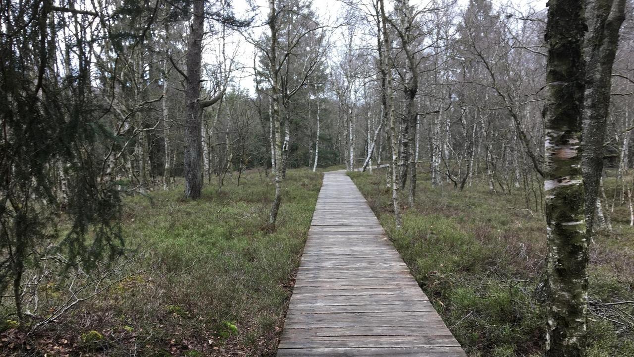 Ein Bohlenpfad führt durchs "Rote Moor" in der Rhön. Rechts und links stehen Bäume.