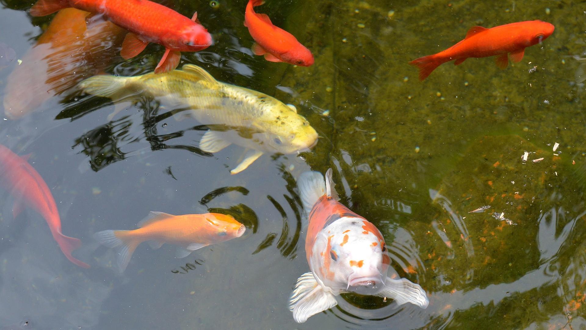 Kois und Goldfische im Teich, Aurich 2014