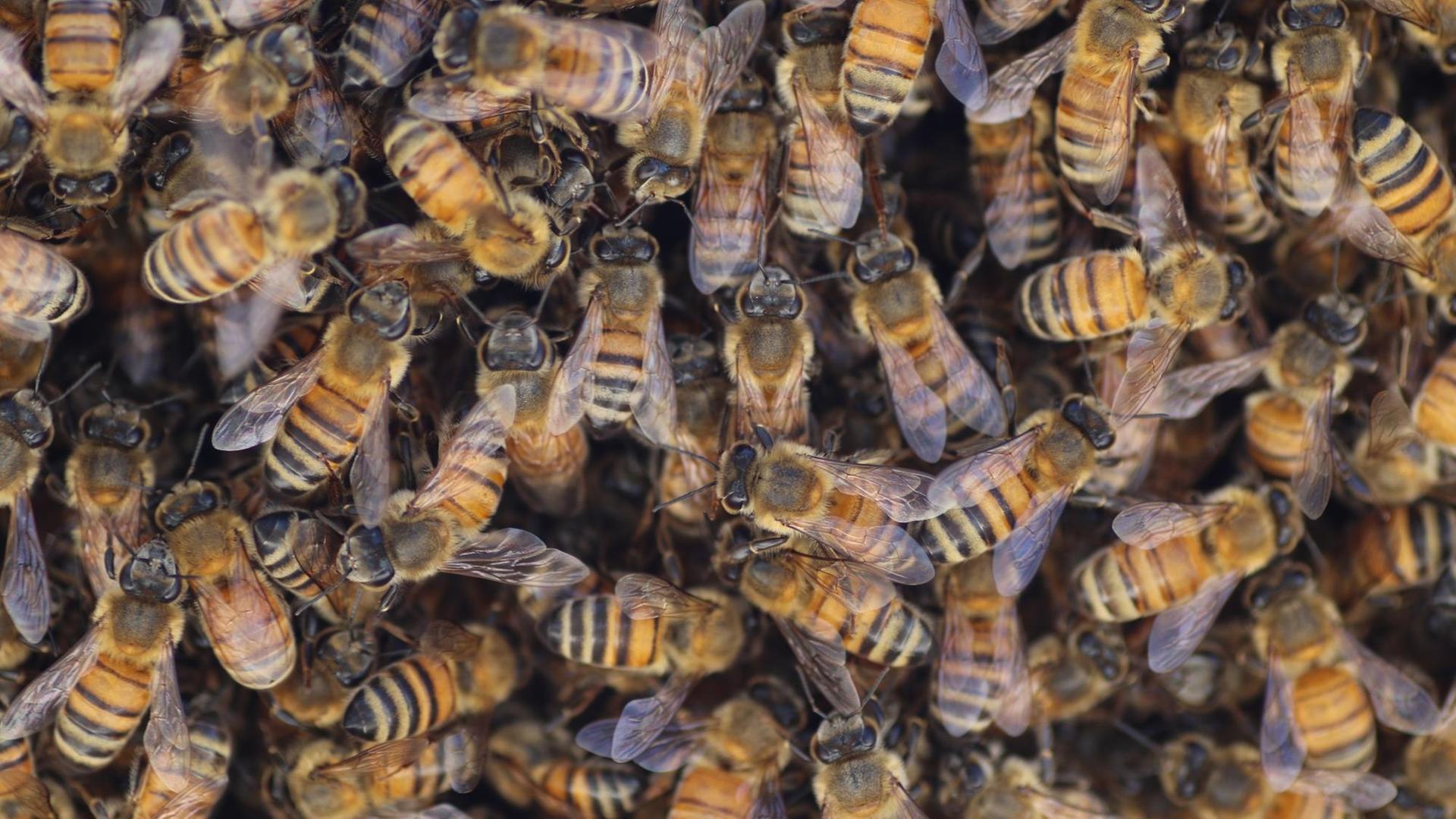 Übereinander wuselnde Bienen.