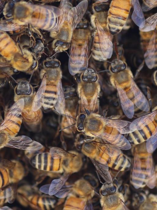 Übereinander wuselnde Bienen.