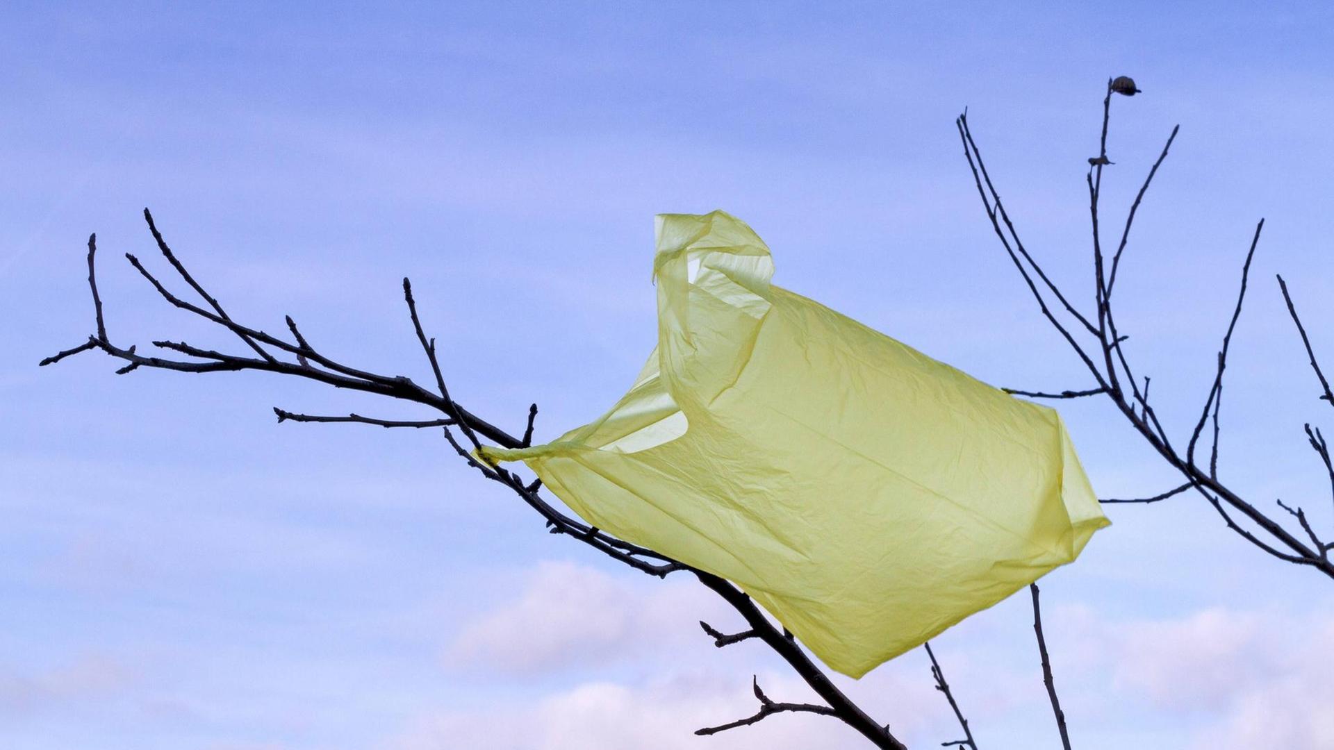 Eine gelbe Plastiktüte hängt in den blätterlosen Ästen eines Baums.