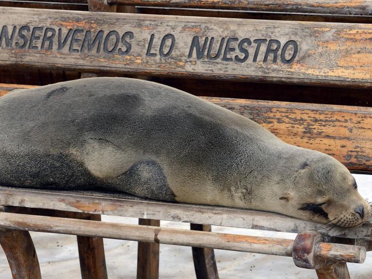 Ein Galapagos-Seeloewe schläft auf einer Sitzbank in Puerto Baquerizo Moreno, Ecuador, Galapagos-Inseln.