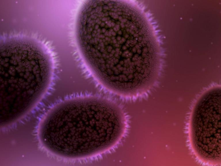 Mikroskopische Ansicht von Pockenviren. Zu sehen sind lila eingefärbte eiförmige Gebilde mit kleinen Härchen Rand.