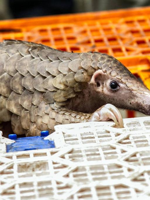 Ein Pangolin klettert aus einem Plastikkäfig. Das Bild stammt von einer Pressekonferenz von Wildhütern in Nord-Sumatra. Bei einer Aktion gegen Wildtierschmuggler waren im Juni 2017 über 200 lebende und tote Pangoline beschlagnahmt worden.