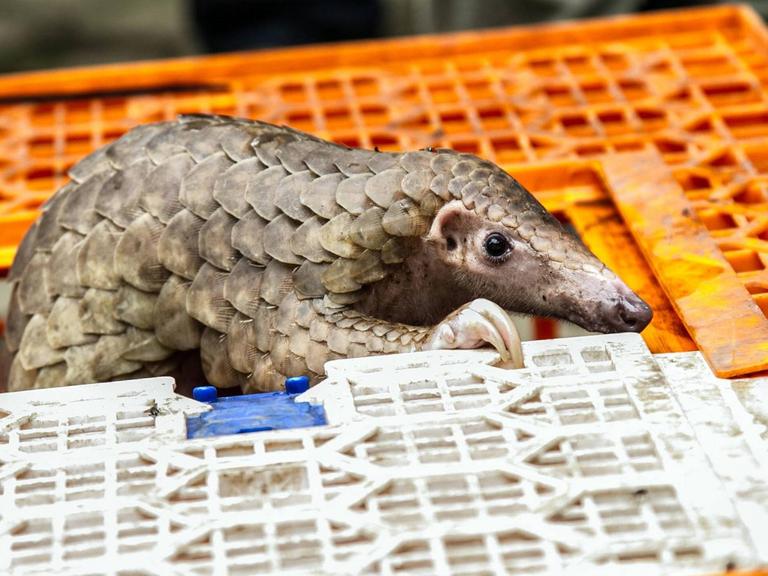 Ein Pangolin klettert aus einem Plastikkäfig. Das Bild stammt von einer Pressekonferenz von Wildhütern in Nord-Sumatra. Bei einer Aktion gegen Wildtierschmuggler waren im Juni 2017 über 200 lebende und tote Pangoline beschlagnahmt worden.