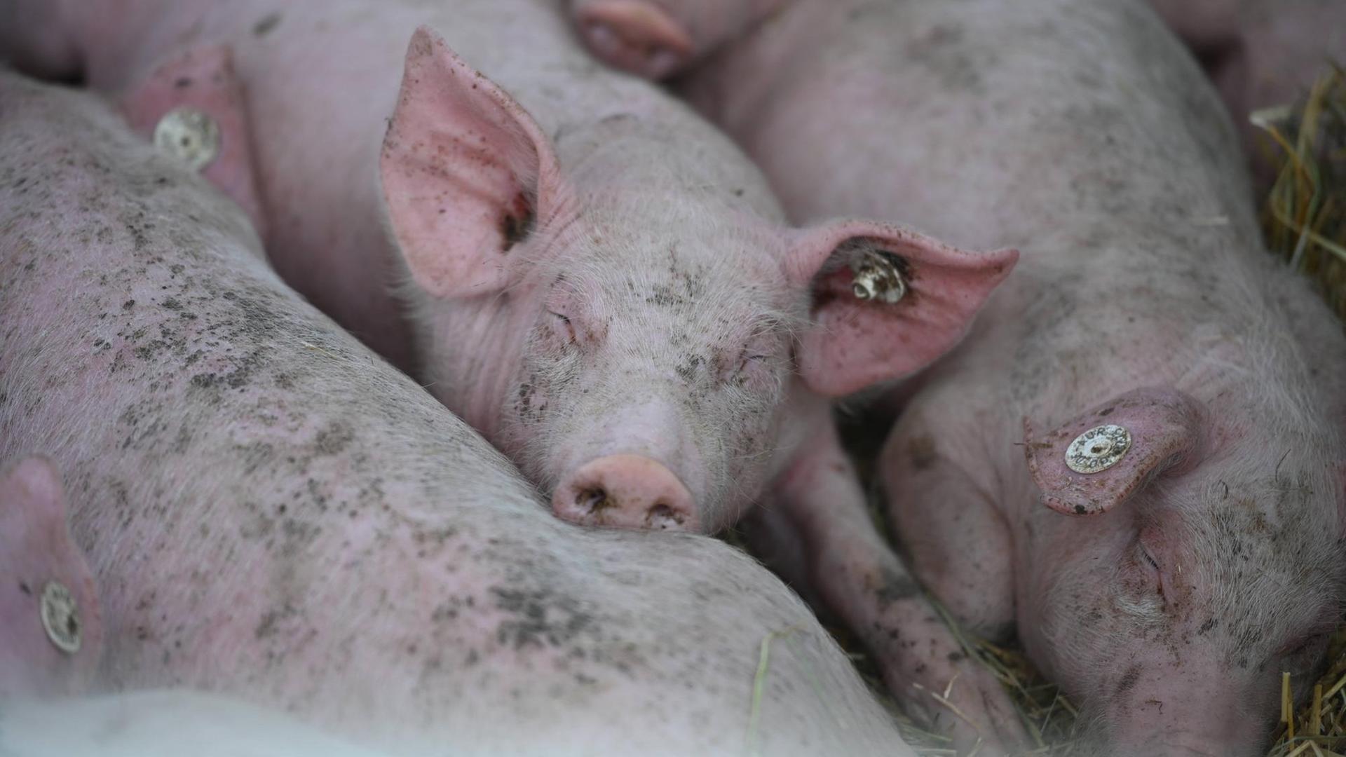 Schweinezucht nach Bioland Vorgaben