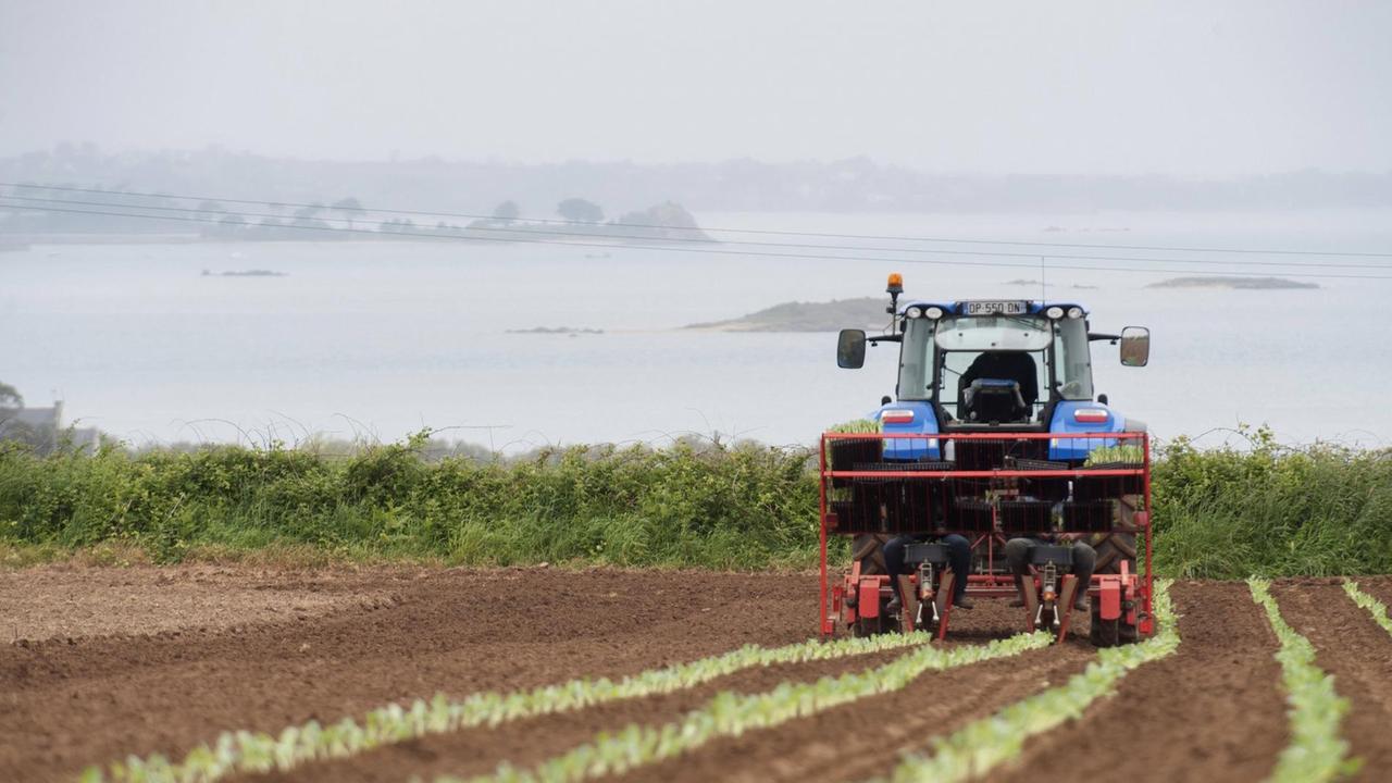 Ein Traktor fährt über ein Feld in der Bretagne und bringt Blumenkohlsetzlinge aus Ein Traktor fährt über ein Feld in der Bretagne und bringt Blumenkohlsetzlinge aus