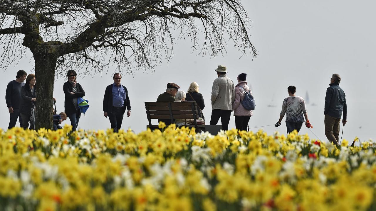Spaziergänger gehen am 02.04.2016 auf der Uferpromenade von Langenargen hinter blühenden Blumen. 