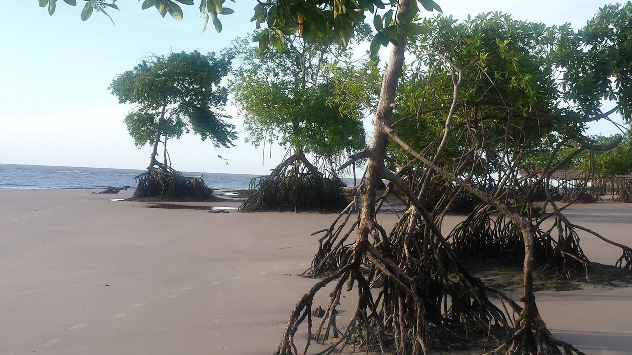 Küstenabschnitt von Marajó mit Mangroven-Wälder, die bei Flut überspült werden.