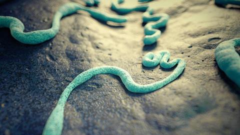 Illustration eines Ebola-Virus.