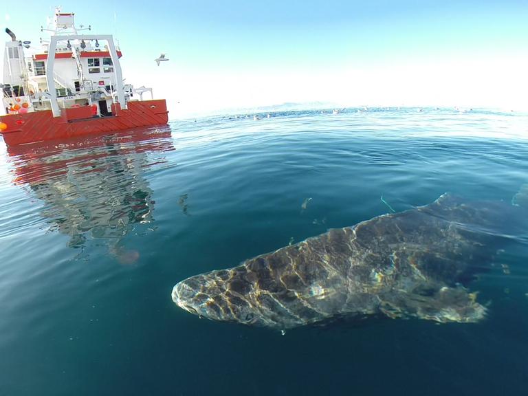 Mit circa 400 Jahren Lebenserwartung ist der Grönlandhai das wohl langlebigste Wirbeltier