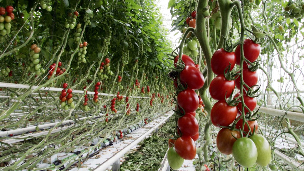 Gemüseanbau und Verbraucher Wann kommt die perfekte Tomate?