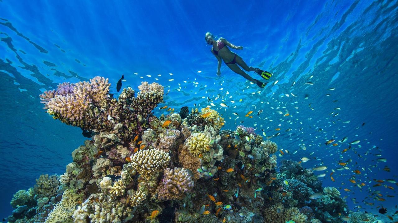 Eine Frau taucht im Roten Meer