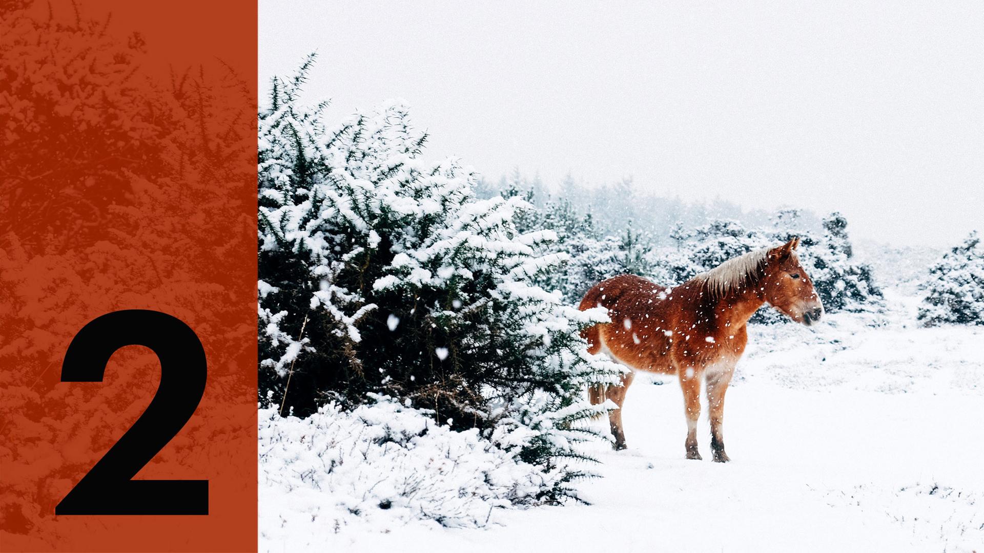 Im Hintergrund ein Pferd im Schnee, im Vordergrund die Zahl Zwei.
