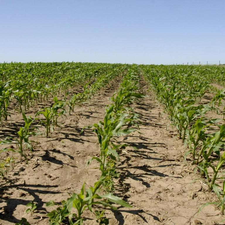Ein Maisfeld in Plymouth County, Iowa