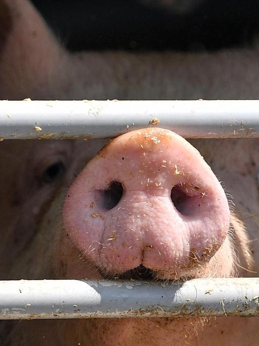 Ein Schwein ist hinter dem vergitterten Fenster eines Tiertransportes.