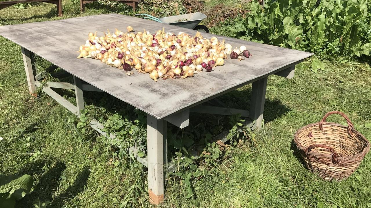 Zwiebeln liegen auf einem Gartentisch
