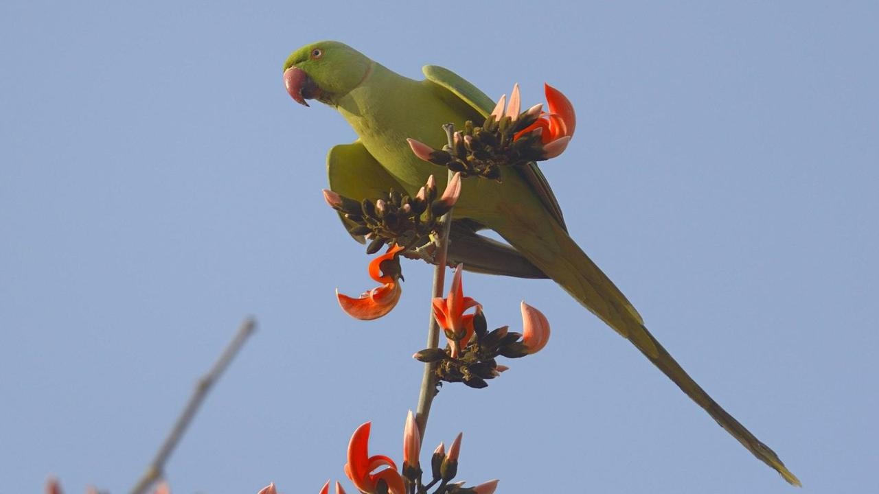 Papagei auf einem Baum, im Hintergrund blauer Himmel