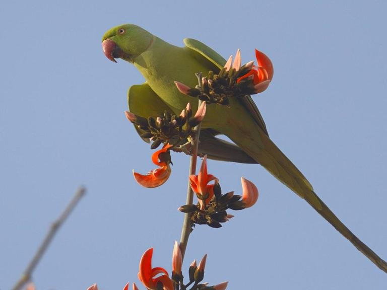 Papageien in Indien machen den Opiumbauern zu schaffen.