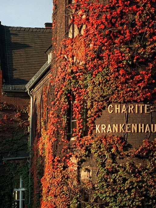 Berlin: Bunter wilder Wein in seiner Herbstfärbung umhüllt die Mauern der alten Gebäude der Berliner Charité. Die Geschichte des ältesten Berliner Krankenhauses geht auf das Jahr 1710 zurück.